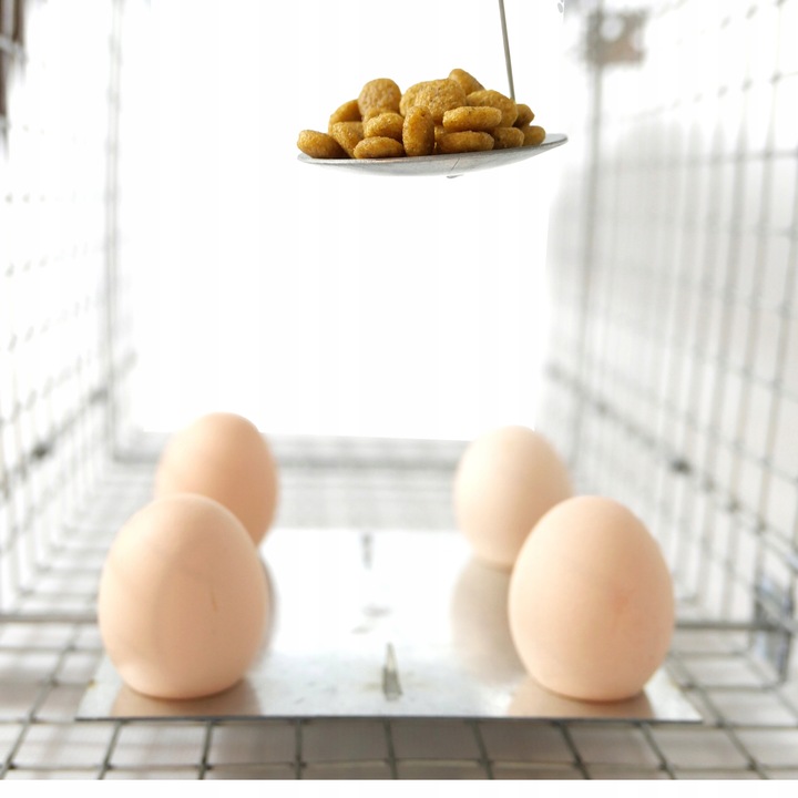 ŻYWOŁAPKA PUŁAPKA NA KUNY SZCZURY ŁASICE NORKI TCHÓRZE ŁASKI ŁAPKA