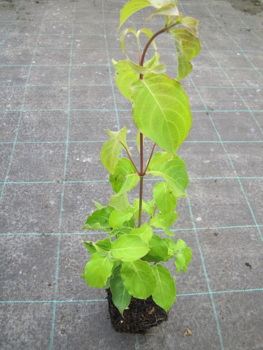 CORNUS KOUSA VAR. CHINENSIS DEREŃ KOUSA ODMIANA CHIŃSKA