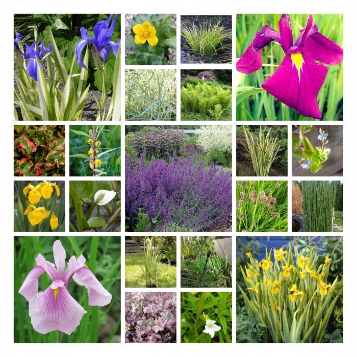 5 x Ślimak Błotniarka Stawowa Filtruje i oczyszcza Na Glony