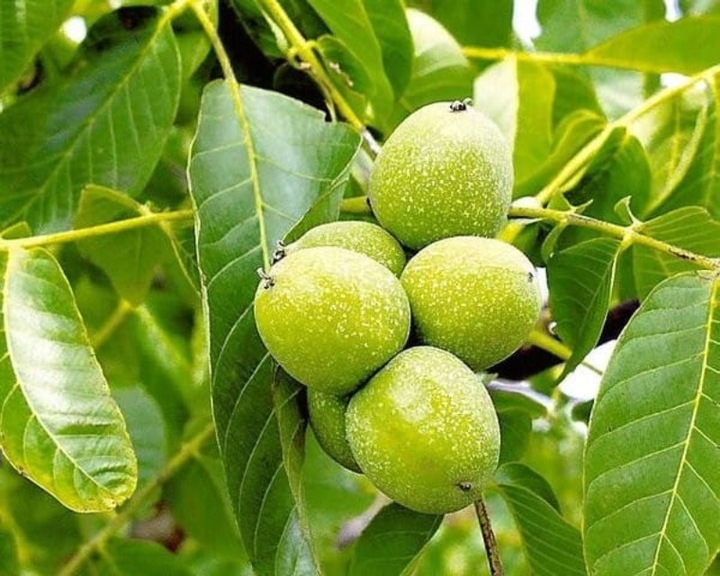 Orzech włoski JACEK KRÓLEWSKI Juglans regia o ogromnych smacznych