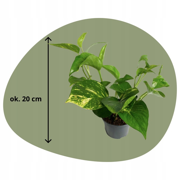 Epipremnum Aureum ZŁOCISTE Przebarwienia PNĄCZE Łatwa Uprawa Sercowate