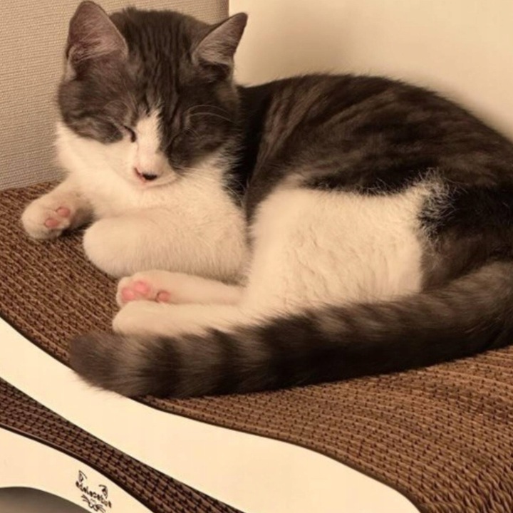 Drapak dla kota kartonowy 51x25x14 MONO ADELECAT DUŻY LEGOWISKO NISKI