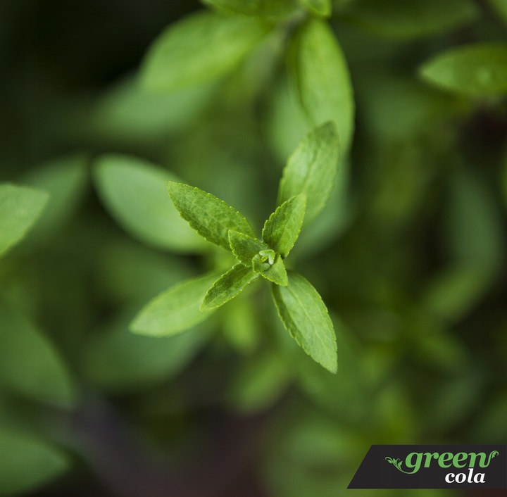 Green Cola Bez Cukru zgrzewka - 24 szt