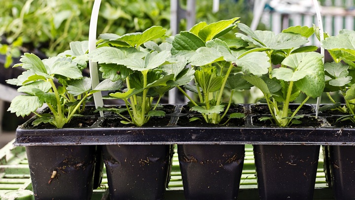 WIELODONICZKA DO SIEWU DONICZKA DO WYSIEWU ROZSAD TACA PODSTAWKA 40szt