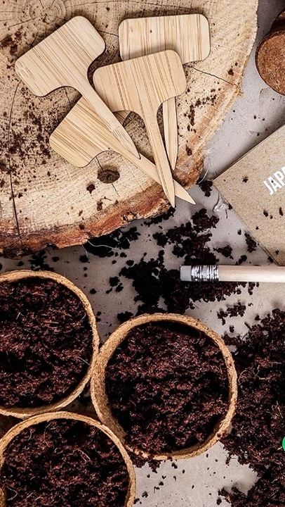 ZESTAW STARTOWY DO UPRAWY DRZEWEK BONSAI 4 RODZAJE NASION PREZENT