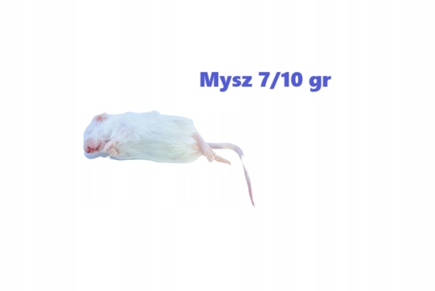 Myszy mrożone 7/10g 25 sztuk + suchy lód