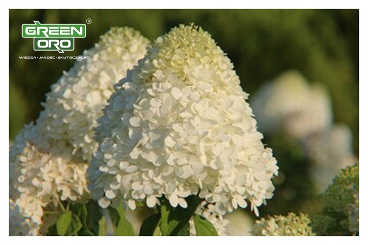 Nawóz do Hortensji Rododendronów Borówki Azalii Magnolii 5kg 100 dni