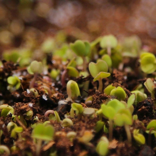 AGROŻEL Hydrożel Ogrodniczy do Roślin 2 Kg