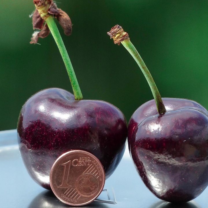 DRZEWKA OWOCOWE CZEREŚNIA TAMARA NAJWIĘKSZE SŁODKIE OWOCE SADZONKI