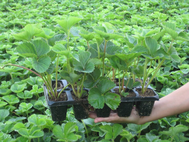 TRUSKAWKA TRUSKAWKI SADZONKI TRUSKAWEK DONICZKOWANA GIGANT