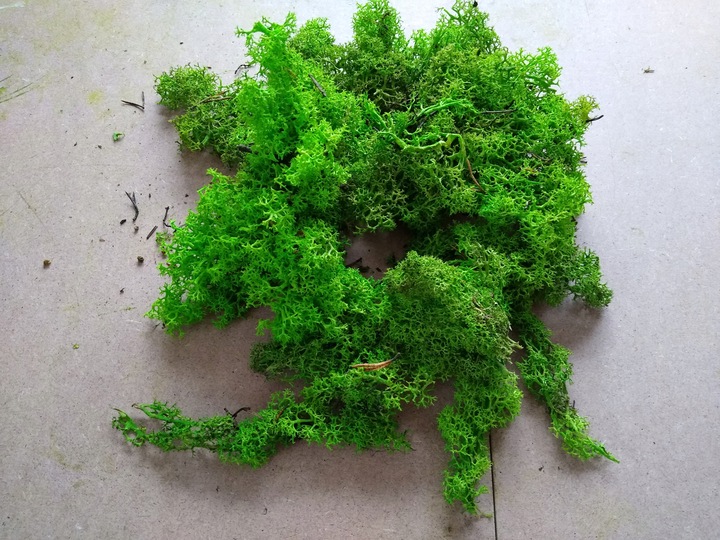 Skrawki mech chrobotek Jasnozielony Karton 1kg