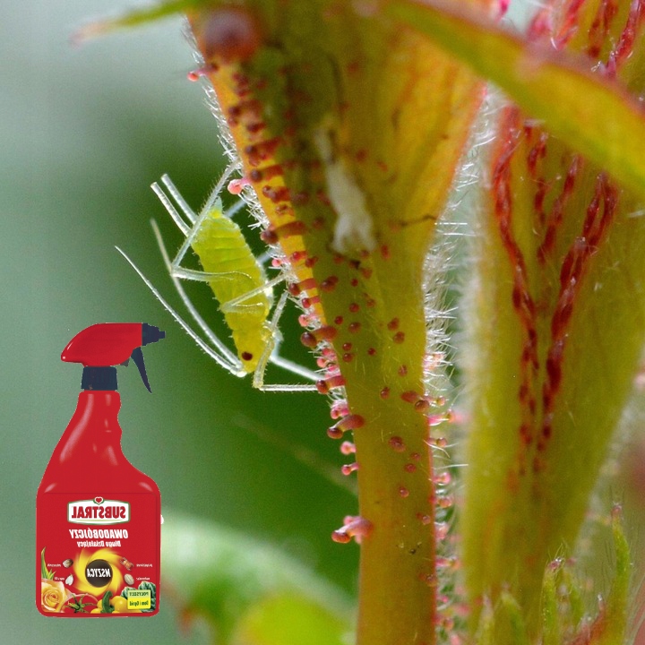 Polysect owadobójczy mszyca mączlik ziemiórka działa 21 dni 750ml