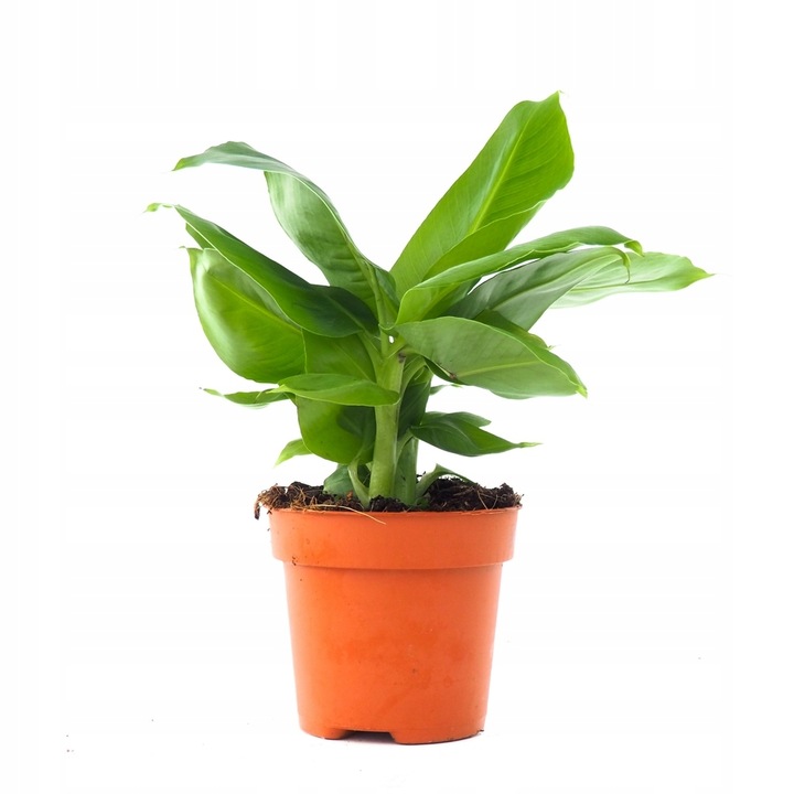 Musa Dwarf 'Cavendish' Bananowiec - EGZOTYCZNY BANAN W DOMU - Duże Liście