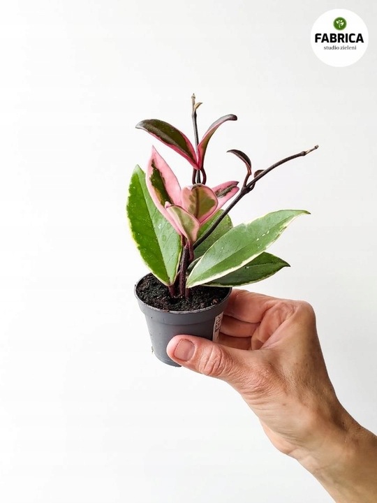 Hoya / Hoja carnosa Flamingo dream