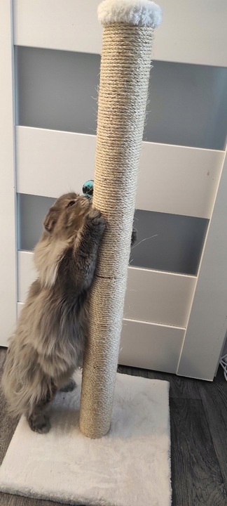 DRAPAK KOTA nr 03 , stopka 100 cm , DUŻY KOT