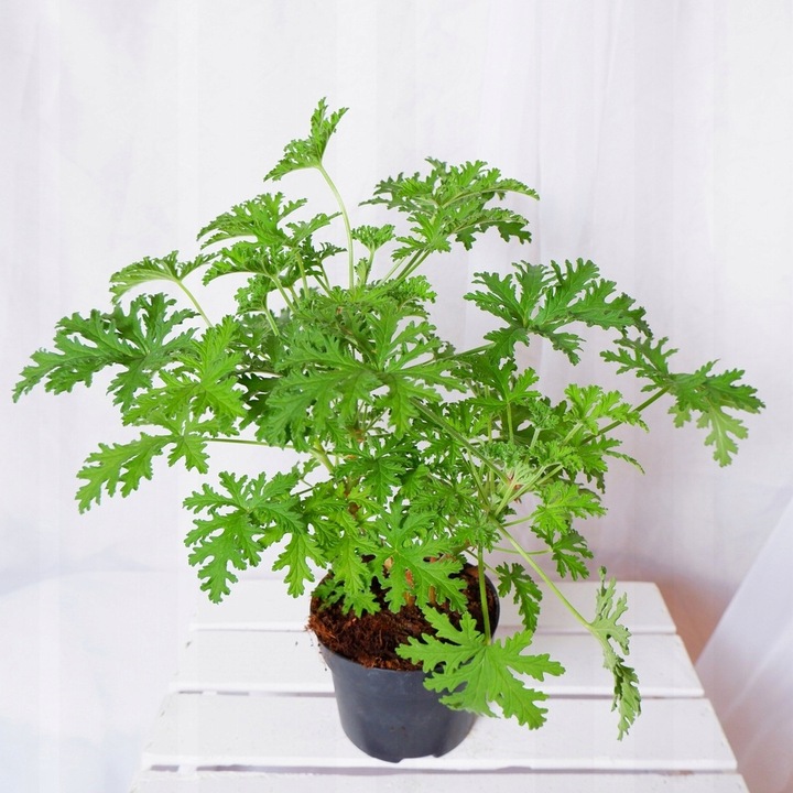 GERANIUM ANGINKA ROŚLINA LECZNICZA gęsta XL don.Ø13cm