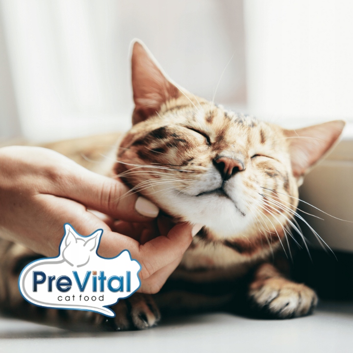 MOKRA KARMA DLA KOTA MEGA BOX MIX SMAKÓW 24X100G SASZETKI DLA KOTA