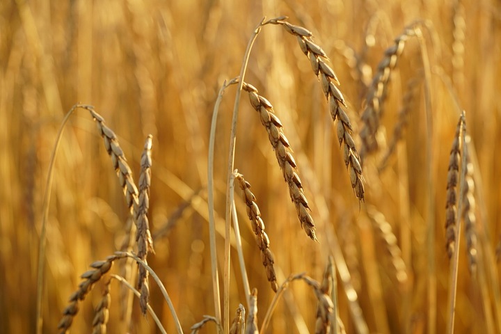 MĄKA ORKISZOWA JASNA 650 BIO, EKOLOGICZN 5kg Z POLSKIEGO ZIARNA