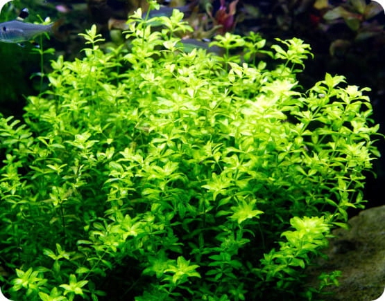 ZESTAW ROŚLIN ŁATWYCH W UPRAWIE NA TRZY PLANY DO AKWARIUM + GRATIS PĘSETA