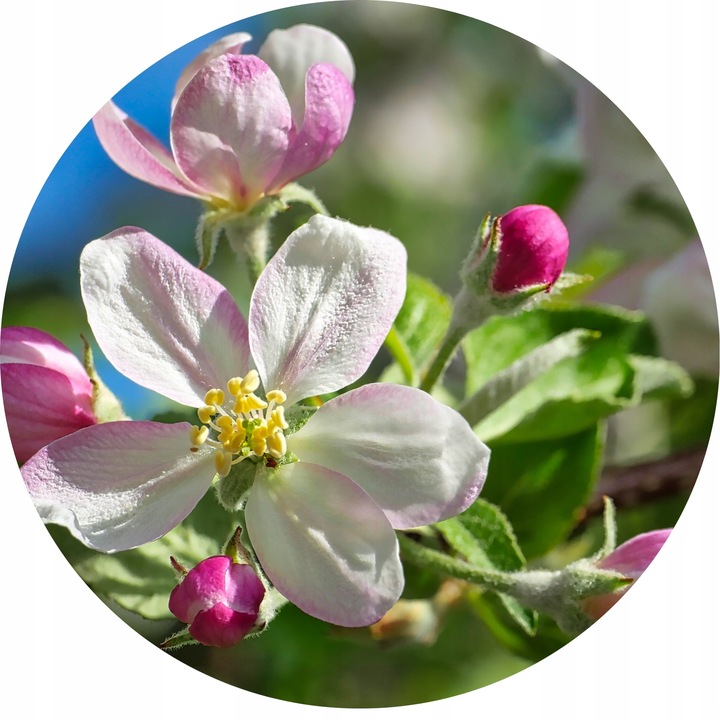 JABŁOŃ LOBO Jabłoń jak legenda – każdy o niej słyszał, ale nieliczni