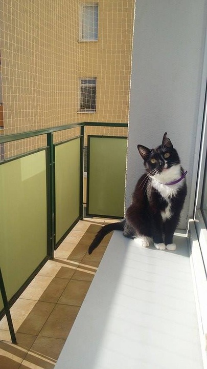 SIATKA NA BALKON GOŁĘBIE PTAKI DLA KOTA PRZECIW PTAKOM OKO 50mm ROZMIAR 6X2