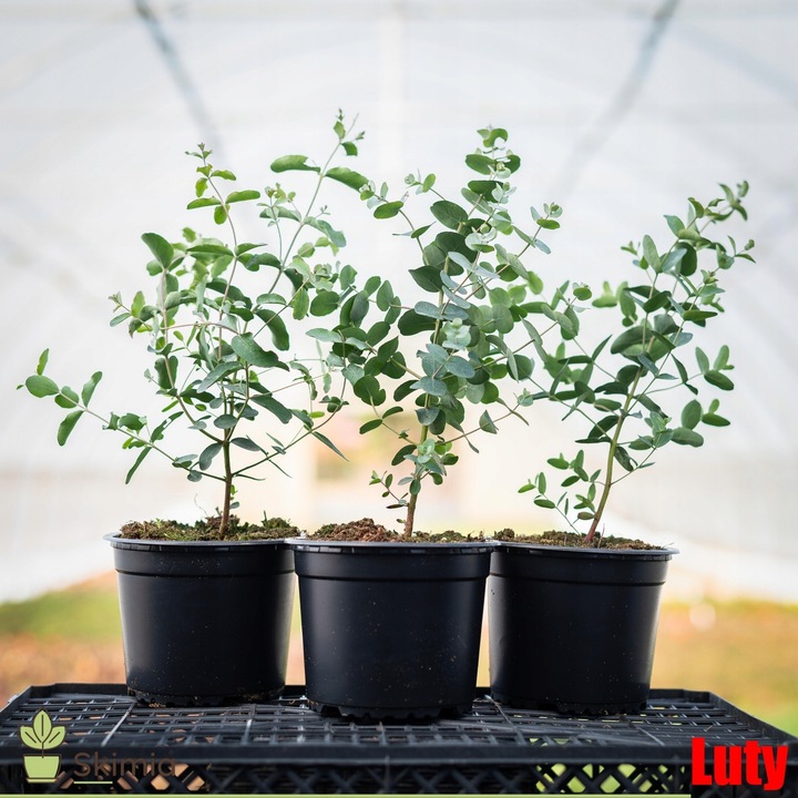 Eukaliptus Wieloletnie Niebieskie Drzewo Duże Ładne Sadzonki w