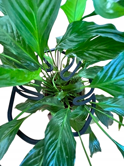 Podpórki do roślin kwiatów podpórka podpora obręcz RING MONSTERA M 33cm