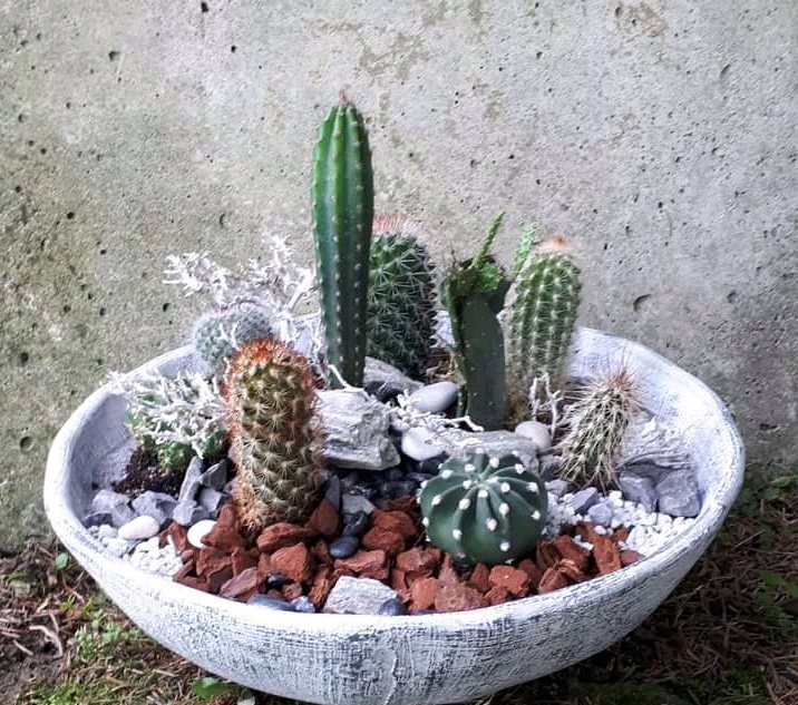 Kaktus mix zestaw 10 sztuk