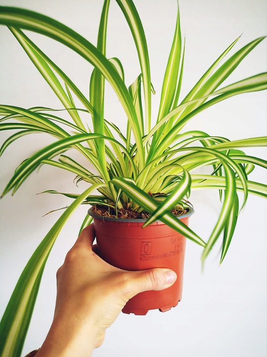 Zielistek Chlorophytum comosum Variegatum Zielistka