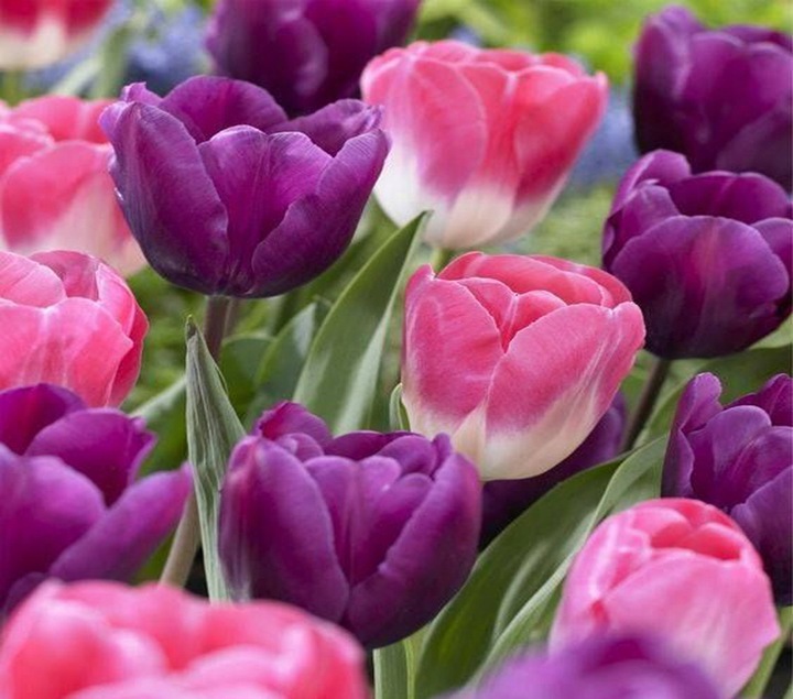 TULIPAN cebulki KOLORY FIOLETU RÓŻ MIX 50 szt. + GRATIS