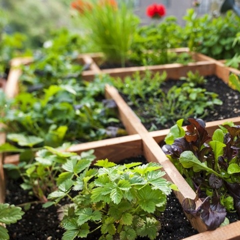 Nawóz Mączka Bazaltowa 25kg Do Róz Kwiatów Roślin Naturalny