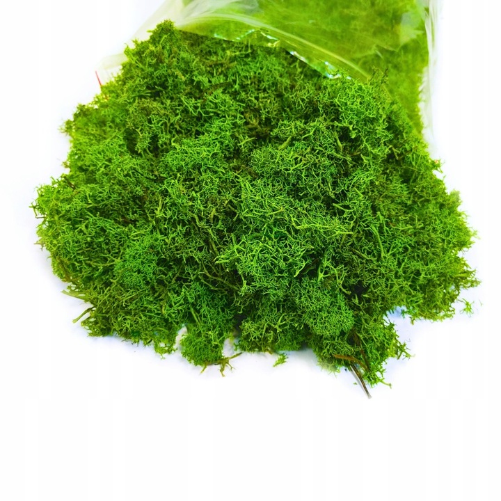 Mech CHROBOTEK RENIFEROWY fiński 500g ŚCIÓŁKA jasno zielony