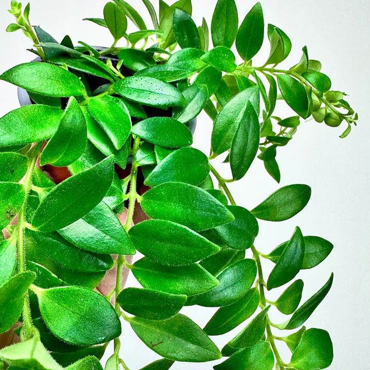 Aeschynanthus Caroline Eszynanthus don.9cm