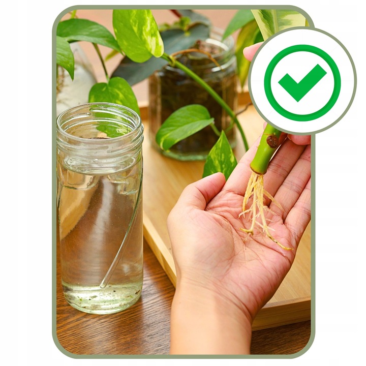 Mech Torfowiec SPHAGNUM 5L Podłoże do Storczyka Ukorzeniania Naturalny