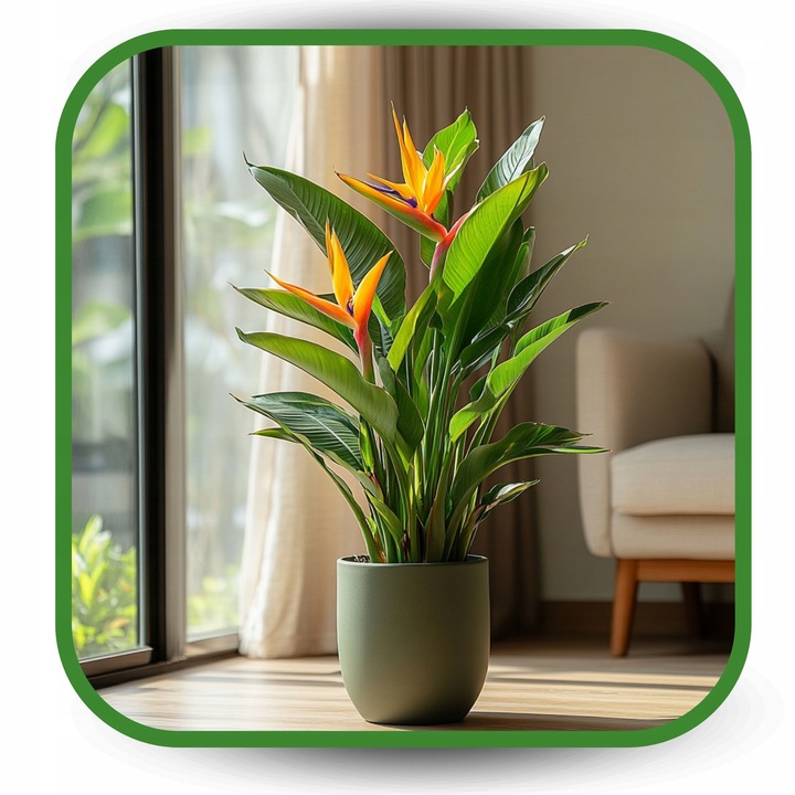 Ziemia do Strelicji i helikonii BIO Bigos Podłoże Premium 10L