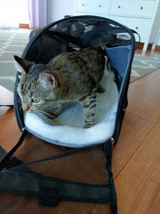 TORBA TRANSPORTER DLA KOTA PSA Z MATĄ PLUSZOWĄ L