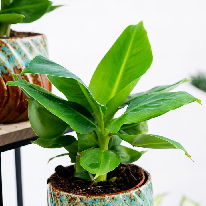 Musa Dwarf 'Cavendish' Bananowiec - EGZOTYCZNY BANAN W DOMU - Duże Liście