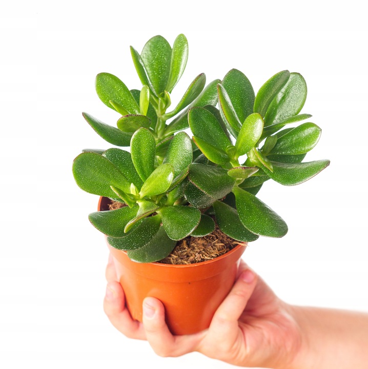 CRASSULA OVATA grubosz jajowaty drzewko szczęścia sukulent rozmiar L