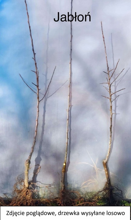 Jabłoń PAPIERÓWKA Oliwka żółta/ ODMIANA DESEROWA