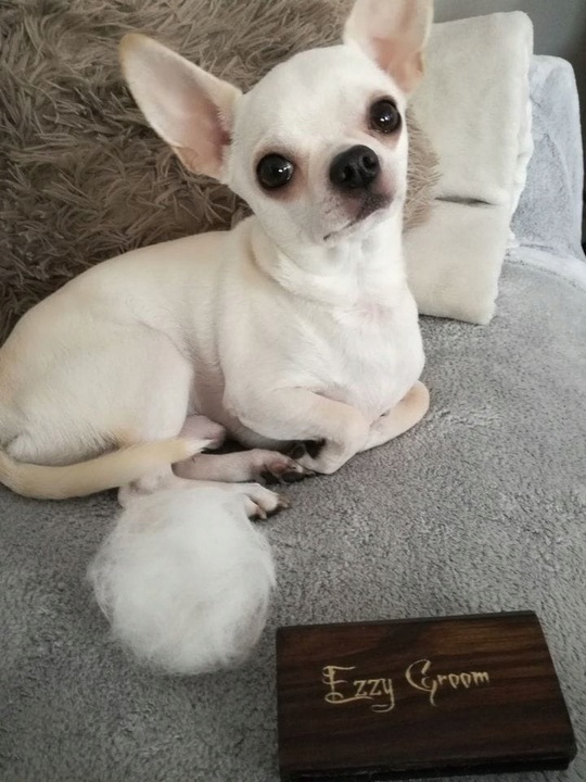 EzzyGroom sierść MIĘKKA / TWARDA dla psa kota UNIWERSALNE zgrzebło