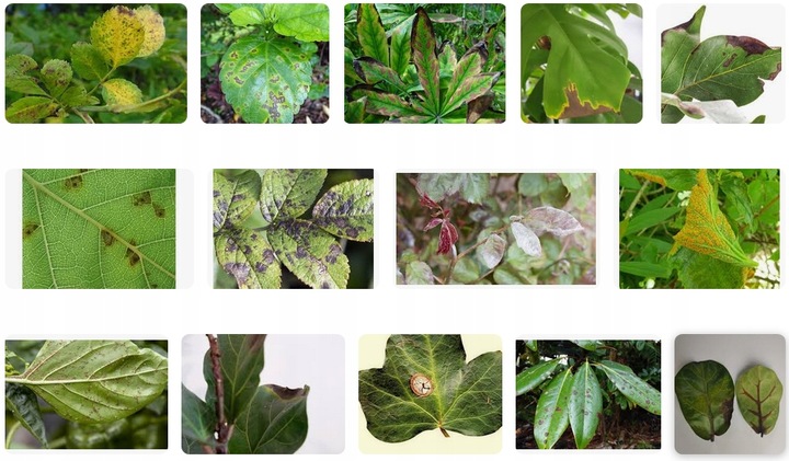 EMULPAR 250ml OWADY PRZĘDZIORKI MSZYCE MISECZNIK KLESZCZE SZKODNIKI