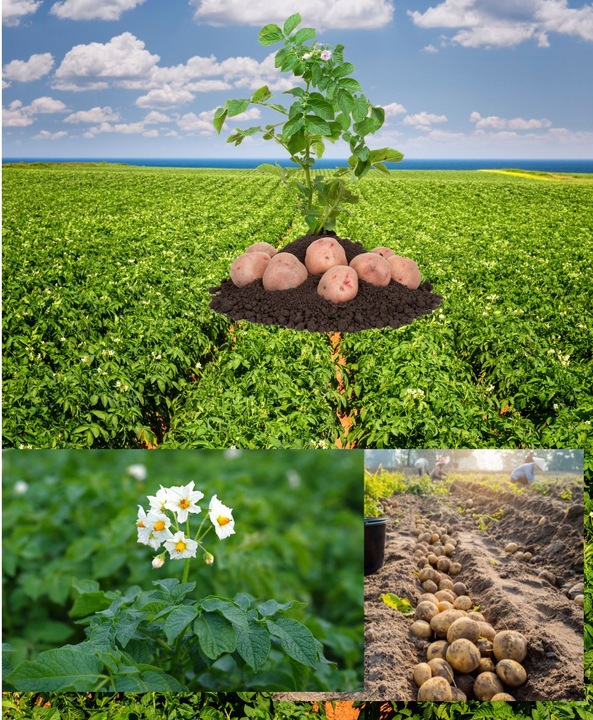 JESIENNY EKOLOGICZNY NAWÓZ UNIWERSALNY do ogrodów i sadów - 10kg