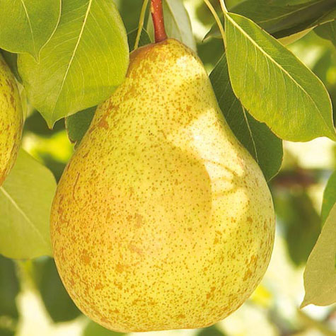 GRUSZA FAWORYTKA KLAPSA KRÓLOWA GRUSZEK ODPORNA