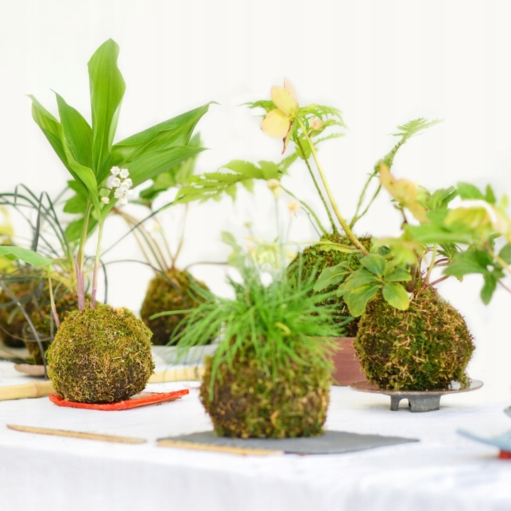 Mech Sphagnum 8L Besgrow Spagmoss Classic torfowiec 100G podłoże pH