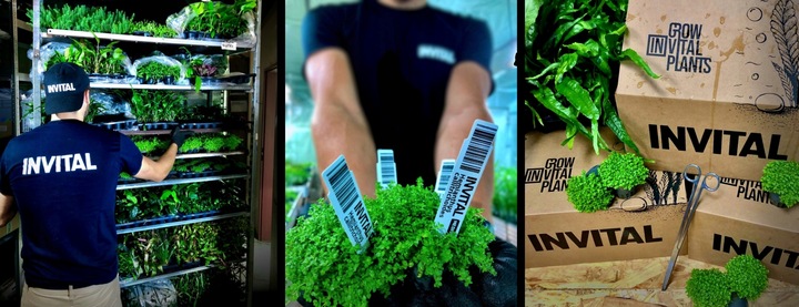 Bucephalandra "Mini Red"