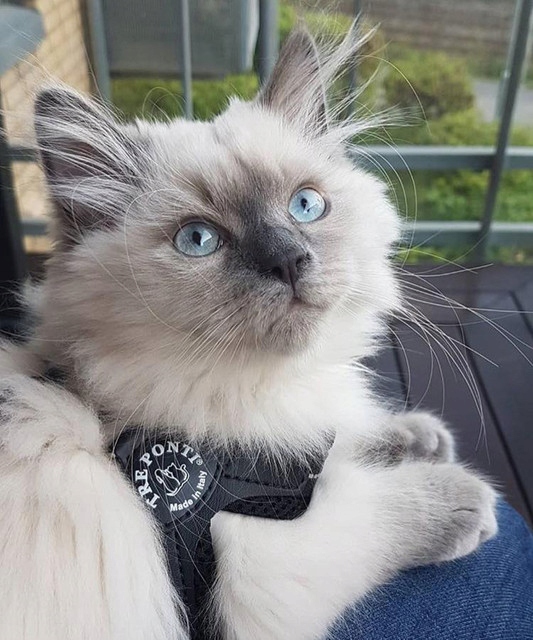 SZELKI dużego kota 43-53cm powyżej 6kg TRE PONTI czarne MIĘKKIE oddychające