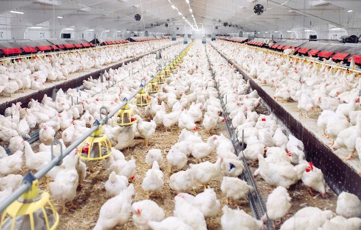 OPRYSK ŚRODEK PREPARAT NA ROZTOCZA PTASZYŃCA DO KURNIKA GOŁĘBNIKA 100ML