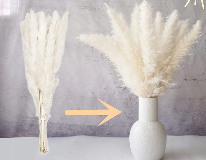 Trawa Ozdobna Pampasowa Suszona Pampasy Do Wazonu