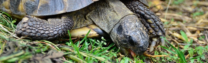 Podłoże dla żółwia stepowego greckiego lądowego Testudo Soil Original 25 L