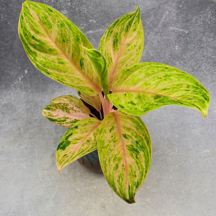 Zestaw do zrobienia podłoża przepuszczalnego, luźnego dla roślin 8L